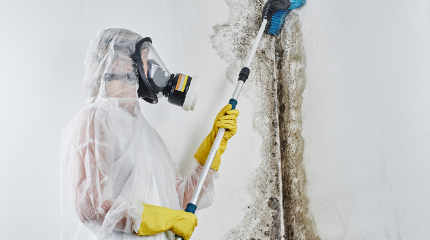 what kills mold on wood