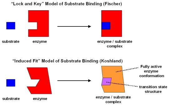 http://www.mikeblaber.org/oldwine/BCH4053/Lecture26/bindmode.jpg