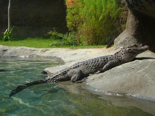 生活-生態保育-海洋公園-珍稀動物-中華篇