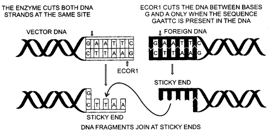 UP Board Solutions for Class 12 Biology Chapter 11 Biotechnology Principles and Processes Q.2.1