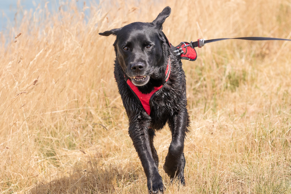 Labrador Retriever negro corriendo por la hierba