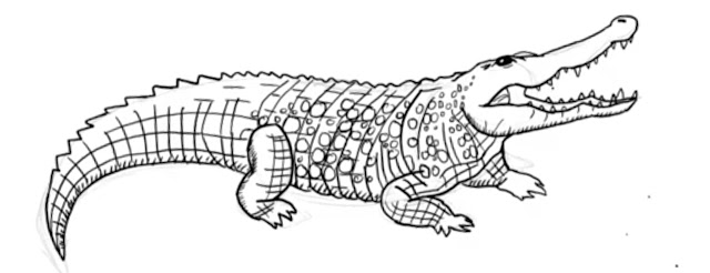 How to Draw Easy Realistic Alligator: A Step-by-Step Guide How to Draw Easy Realistic Alligator: A Step-by-Step Guide