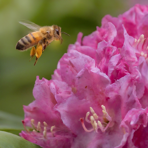 Conclusion: A Celebration of Blooming Laurels