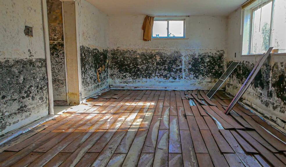 how to get rid of mold in basement