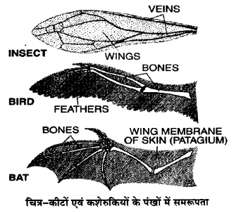 UP Board Solutions for Class 12 Biology Chapter 7 Evolution 3Q.1.2