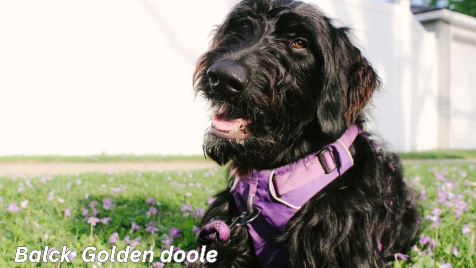 Black Golden doodle