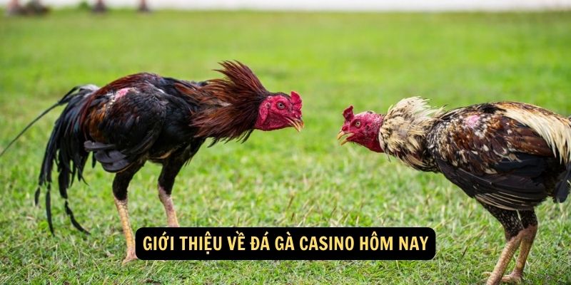 Giới thiệu về đá gà casino hôm nay