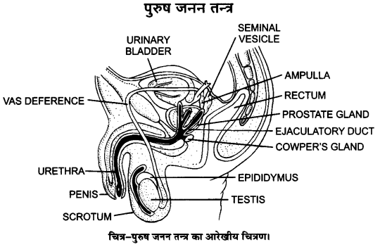 UP Board Solutions for Class 12 Biology Chapter 3 Human Reproduction Q.2