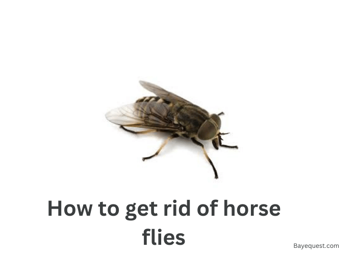 How to Get Rid of House Flies