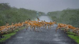 Dinesh khunt International fame gujarat photographer National geography 