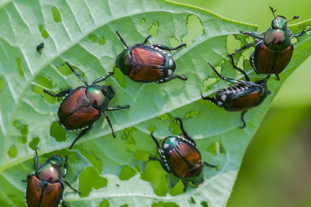 How June Bugs Damage Crops?