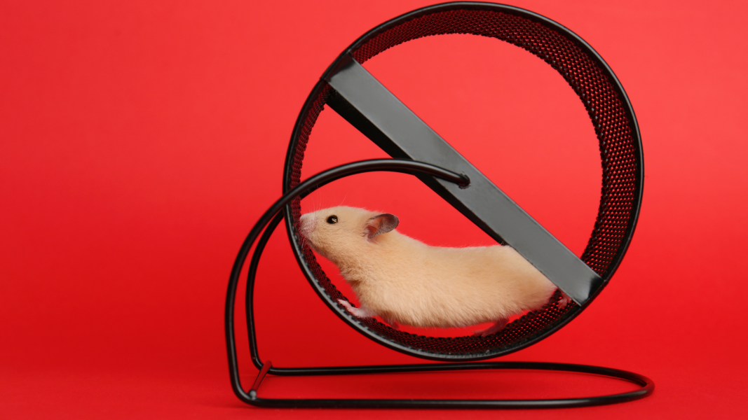 A hamster running in a wheel

Description automatically generated