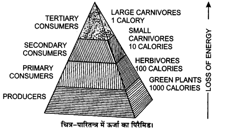 UP Board Solutions for Class 12 Biology Chapter 14 Ecosystem Q.12.2