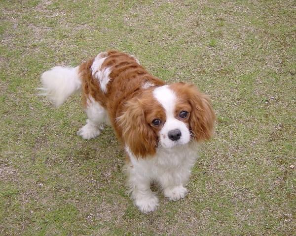 Most expensive dogs in the world, Cavalier King Charles Spaniel