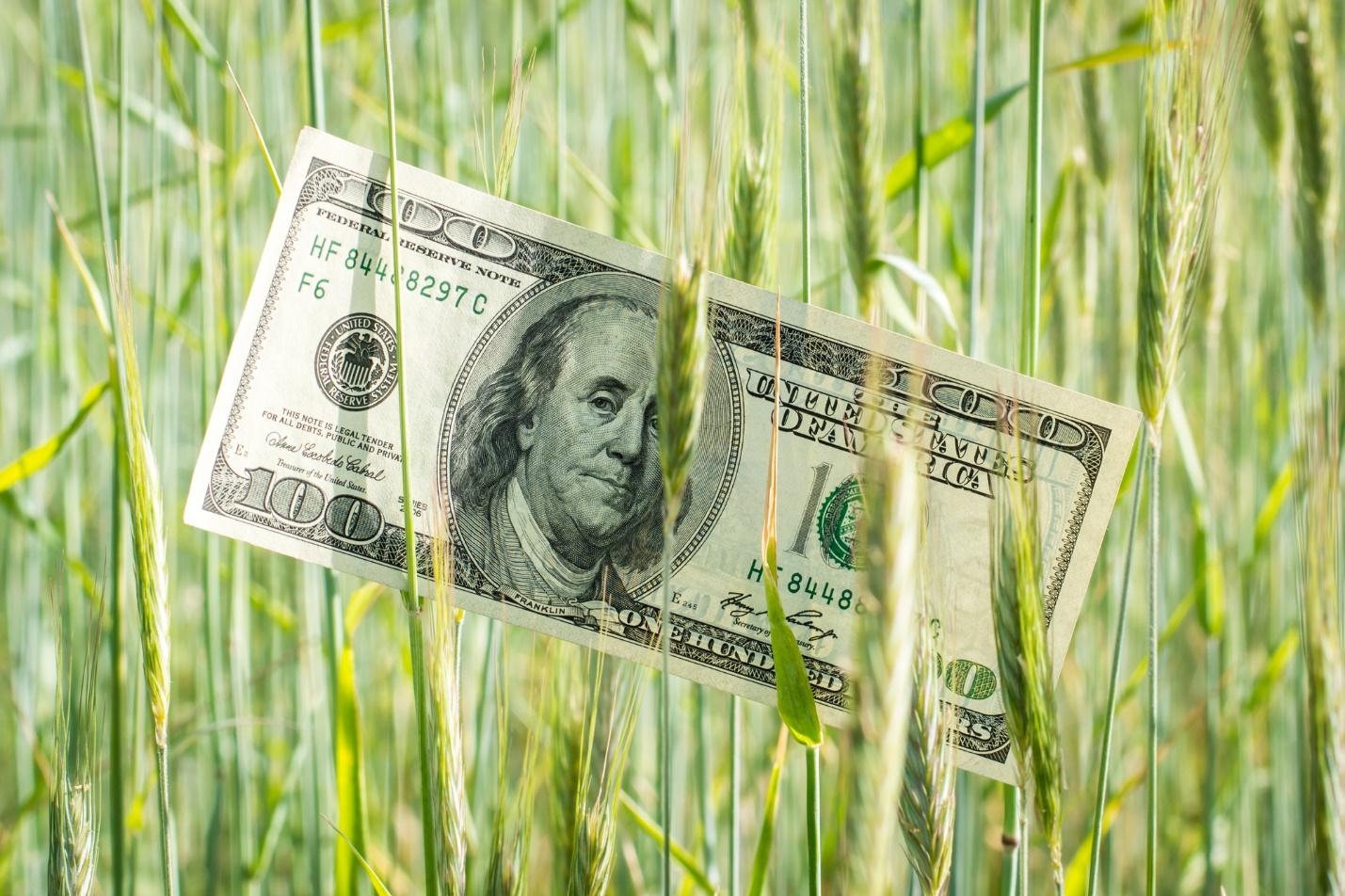 A dollar bill in a field of wheat

Description automatically generated