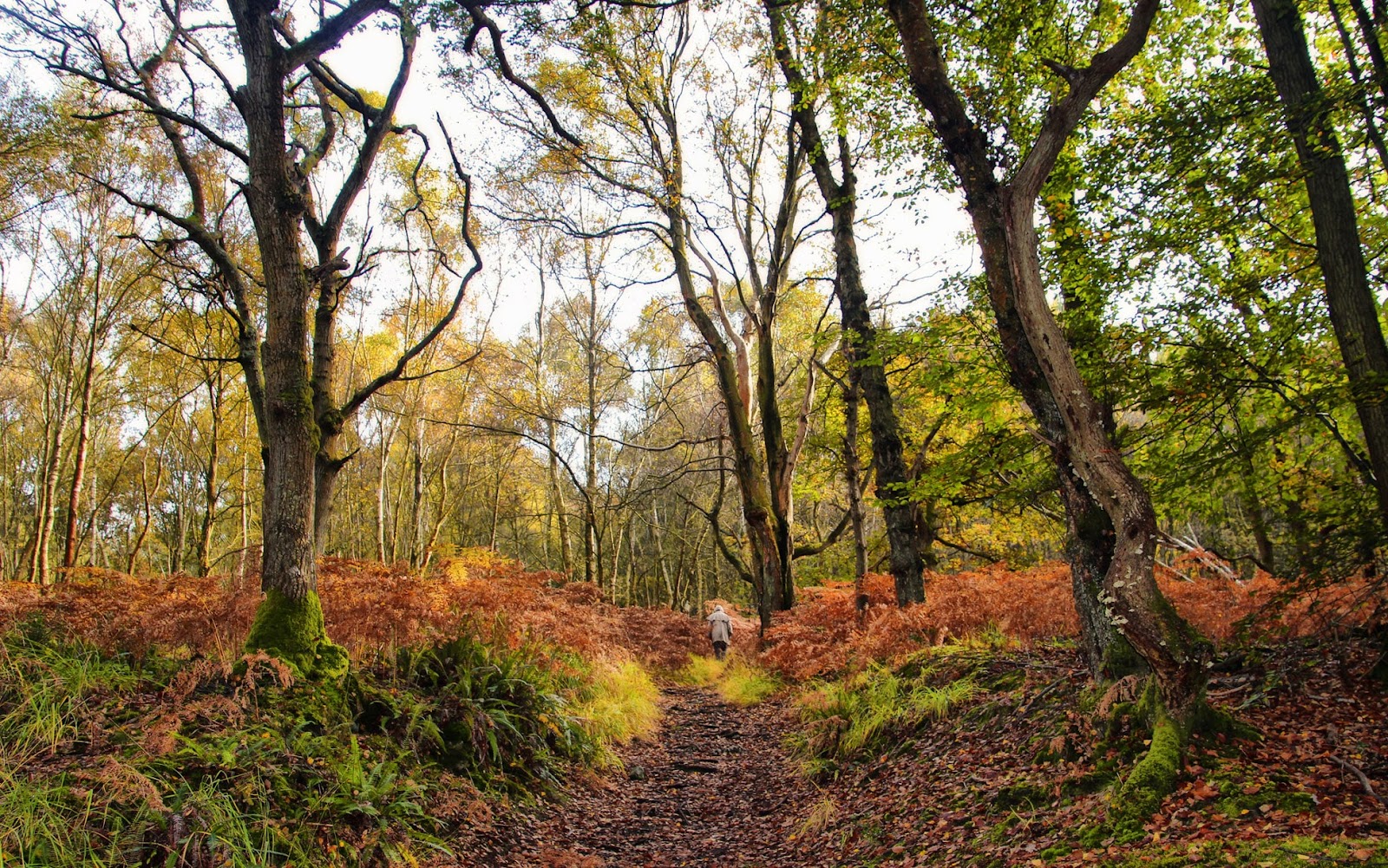 How to visit the real Hundred Acre Wood, home of Winnie the Pooh