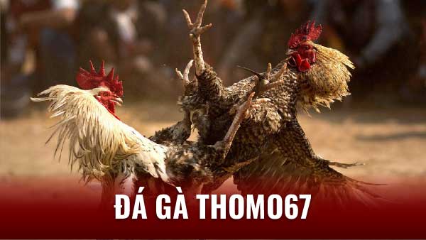 An ninh và bảo mật thông tin tại Thomo67: Đảm bảo quyền lợi cho người chơi