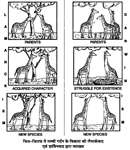 UP Board Solutions for Class 12 Biology Chapter 7 Evolution 3Q.5.2