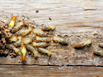 Termite Control on Long Island