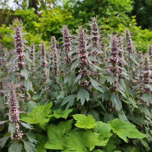 Conclusion: Motherwort - A Rewarding Addition to Your Garden