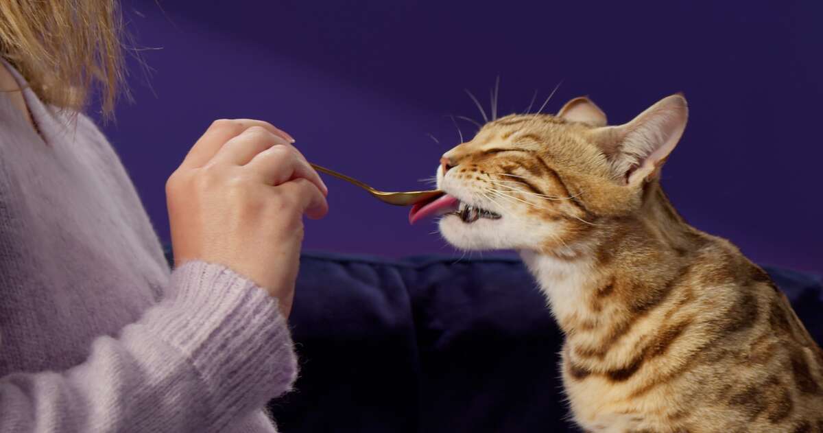 Cat enjoying a snack.