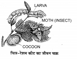 UP Board Solutions for Class 12 Biology Chapter 9 Strategies for Enhancement in Food Production 2Q.1.2