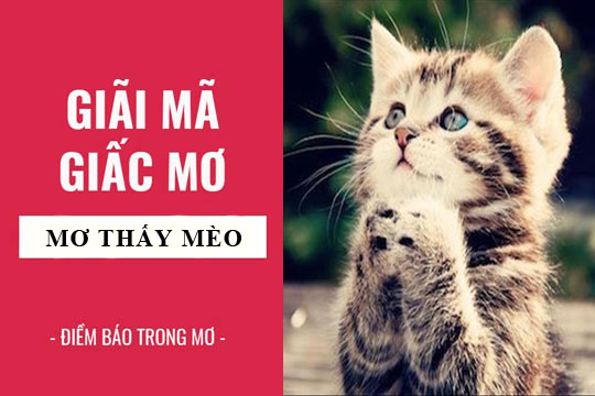 Mơ thấy con mèo có ý nghĩa gì?