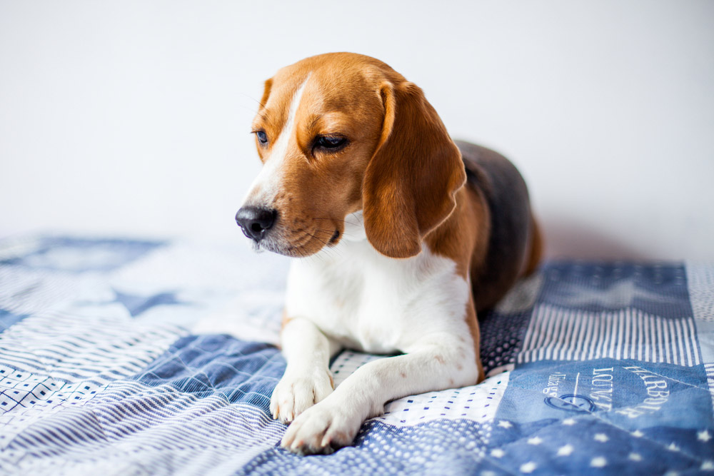 perro beagle tumbado en la cama con cara de enfermo