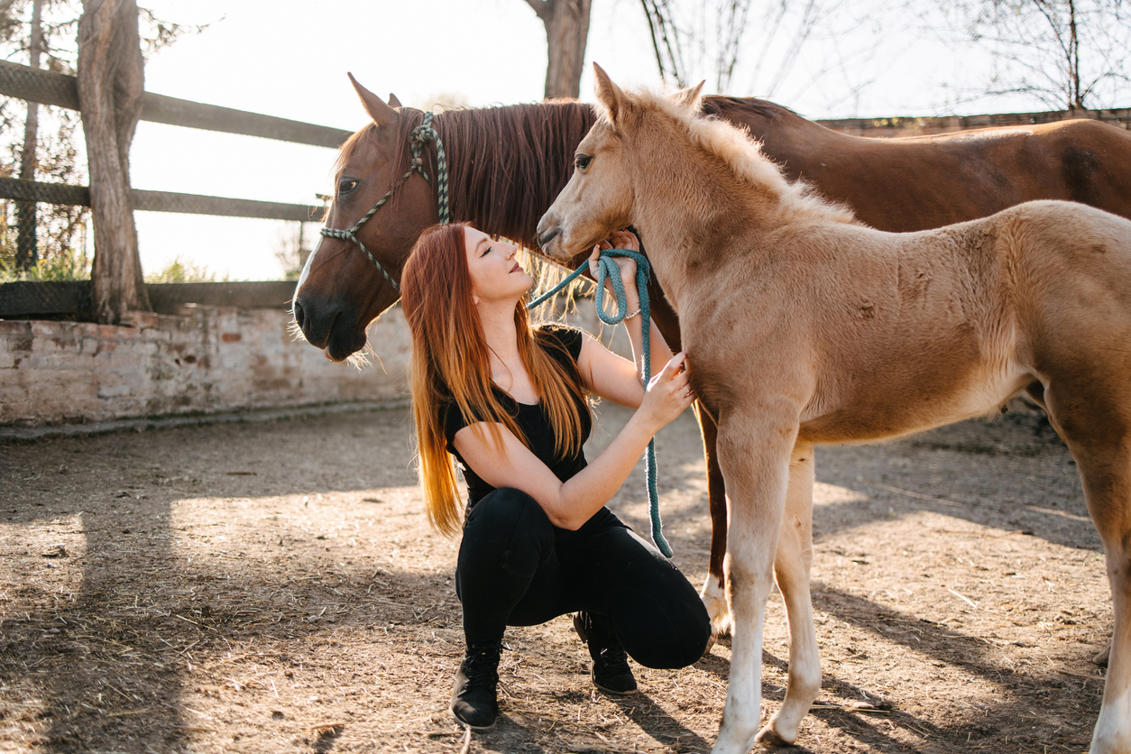 Caring for a Colt Horse