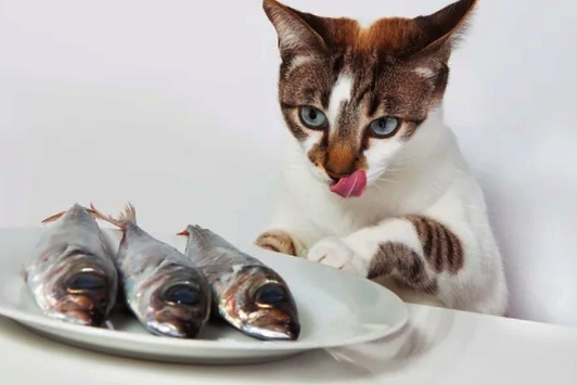 cat with three fishes in a plate