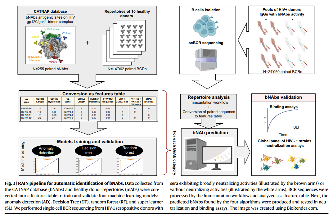 Innovative Machine Learning-Driven Discovery of Broadly Neutralizing Antibodies Against HIV-1 Using the RAIN Computational Pipeline