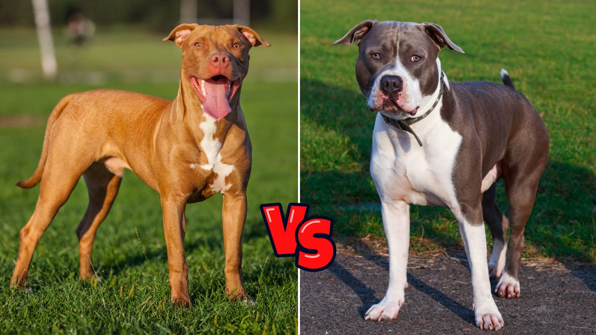 American Staffordshire Terrier vs Pitbull