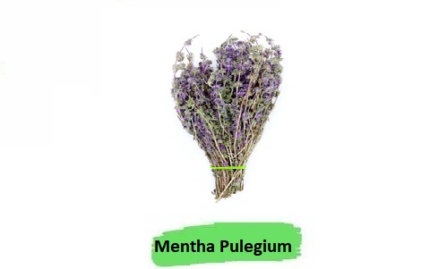 Mentha pulegium - الاسم العلمي للنعناع البري. Wild Mint - الاسم الشائع للنعناع البري. Pennyroyal - اسم آخر شائع يُستخدم للإشارة إلى النعناع البري. Aromatic herb - عشب عطري. Perennial plant - نبات دائم الخضرة. Essential oil - زيت عطري. Antiseptic - مطهر. Insect repellent - طارد للحشرات. Antioxidant - مضاد للأكسدة.