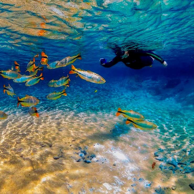 Pessoa praticando mergulho em água cristalina, cercada por vários peixes coloridos, sobre um fundo de areia iluminado