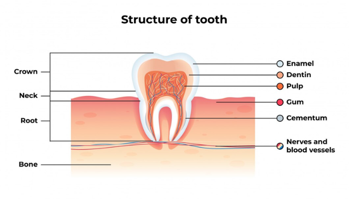 This image has an empty alt attribute; its file name is Microdent-Dentistry-Blog.png