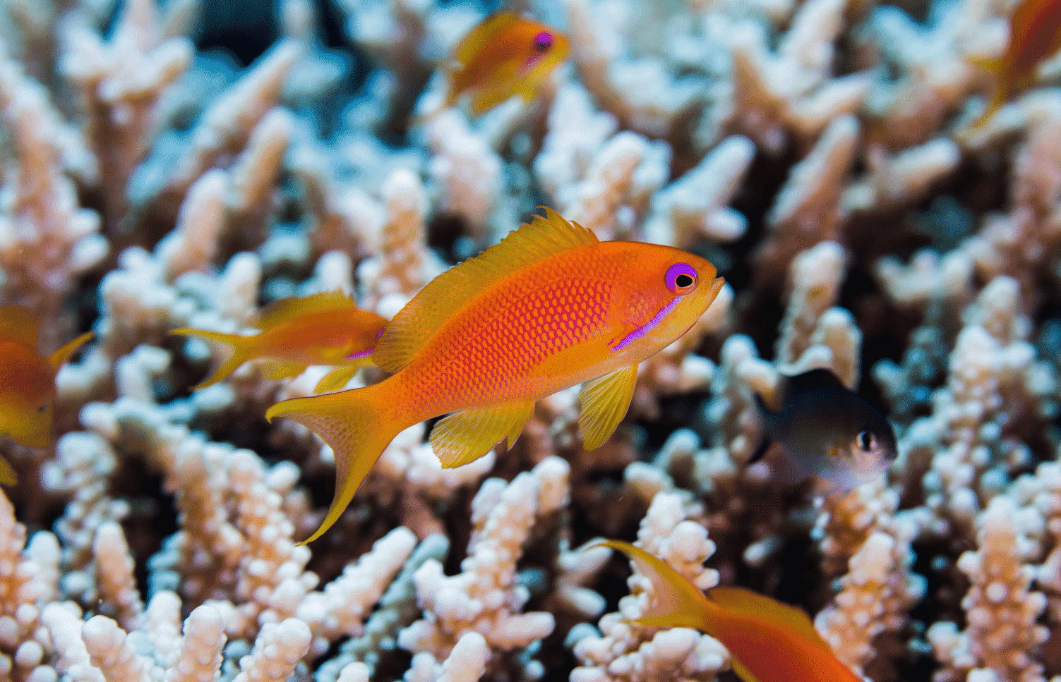 Female Lyretail Anthias