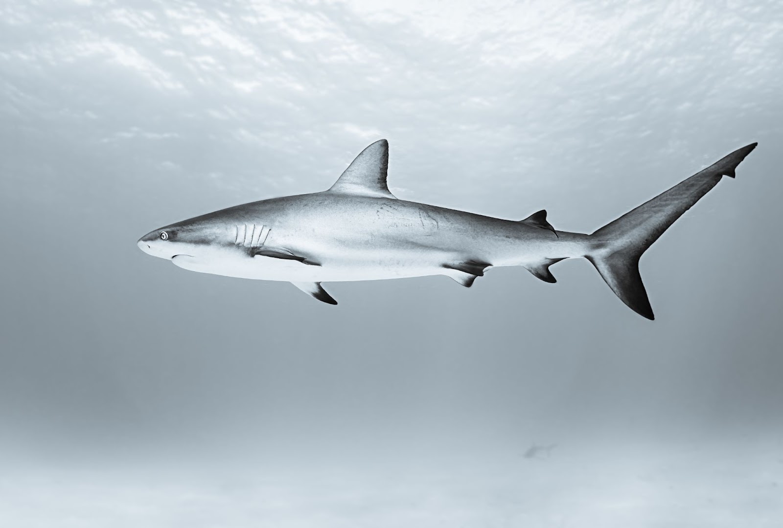 Smooth Hound Sharks