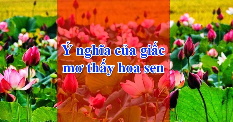 Ý nghĩa việc nằm mơ thấy bông sen