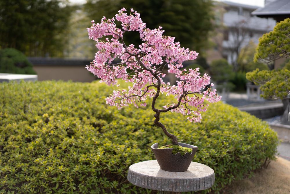 Cherry Bonsai tree 