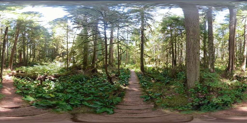 Trail in a rainforest