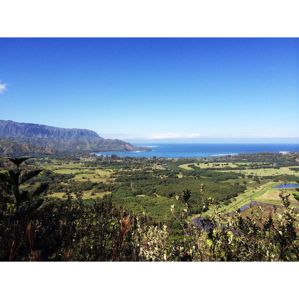 Clear blue sky and land covered with green trees