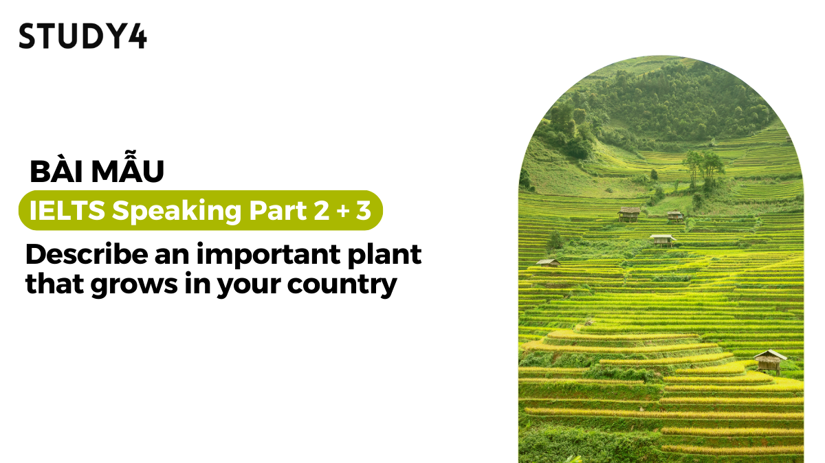 Describe an important plant that grows in your country - Bài mẫu IELTS Speaking