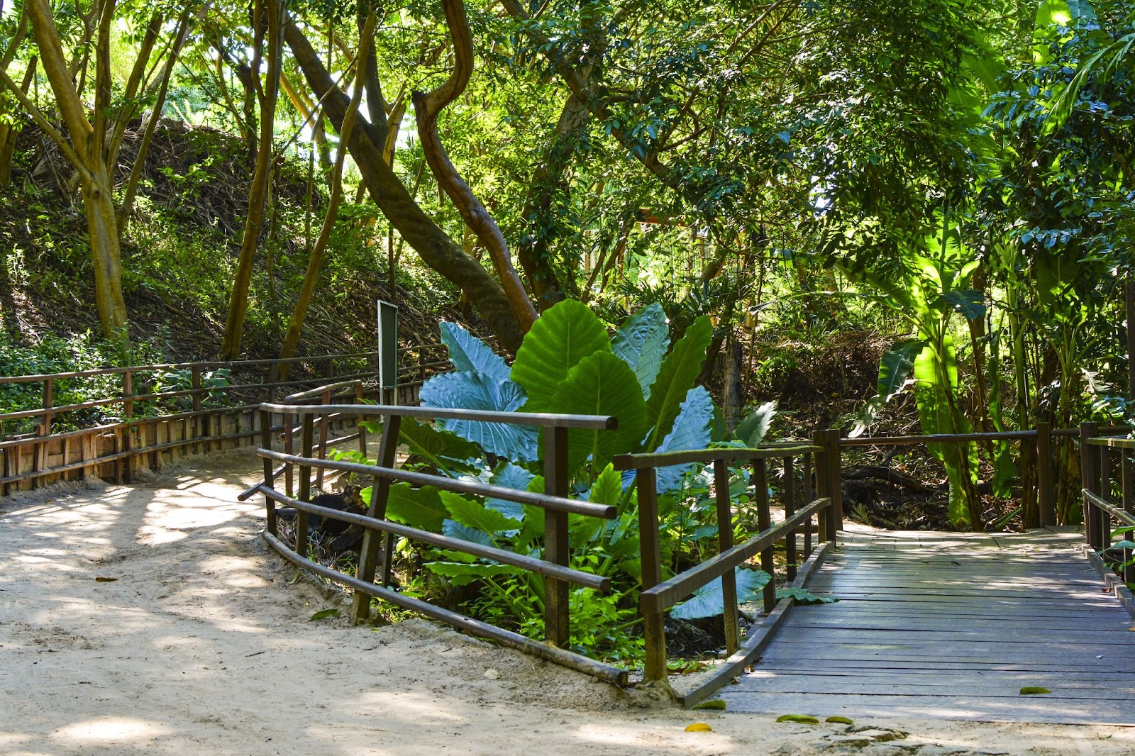 (Parque do Cocó, maior área verde de Fortaleza. A foto mostra uma trilha de terra batida rodeada por uma mata densa, que termina em uma pequena passarela de madeira.)