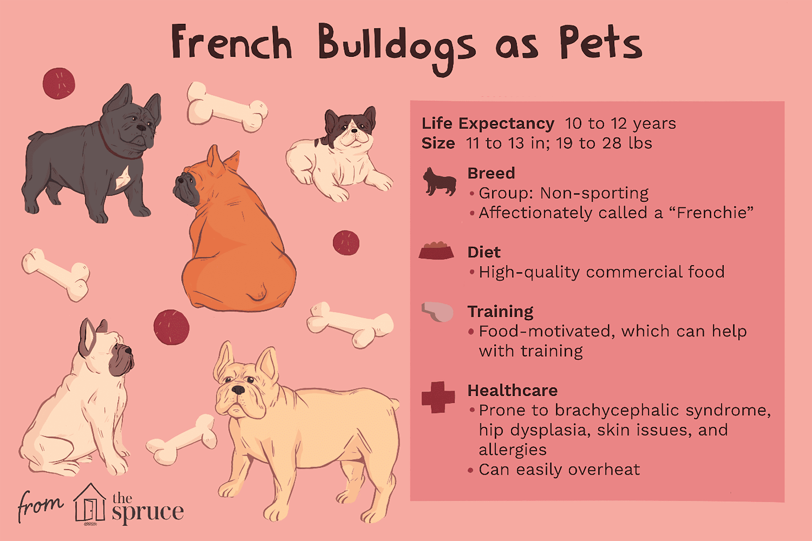 Is French Bulldog a Good Pet? Unleash the Truth!