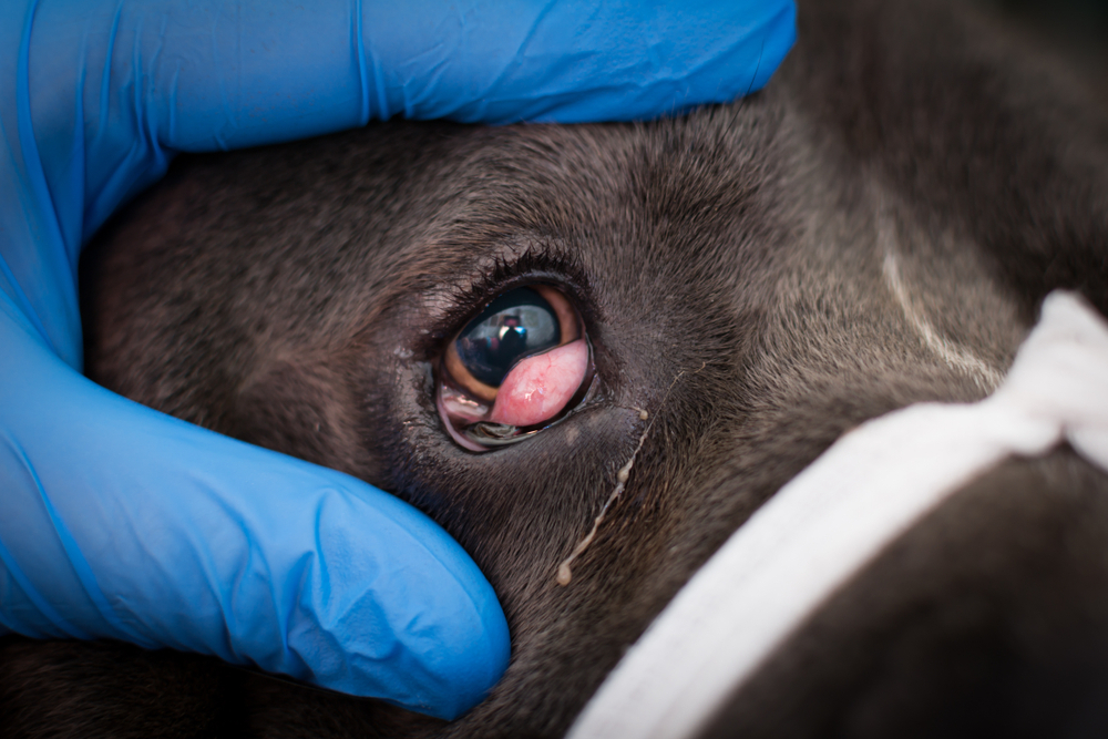 Cane corso con ojo de cereza examinado por el veterinario