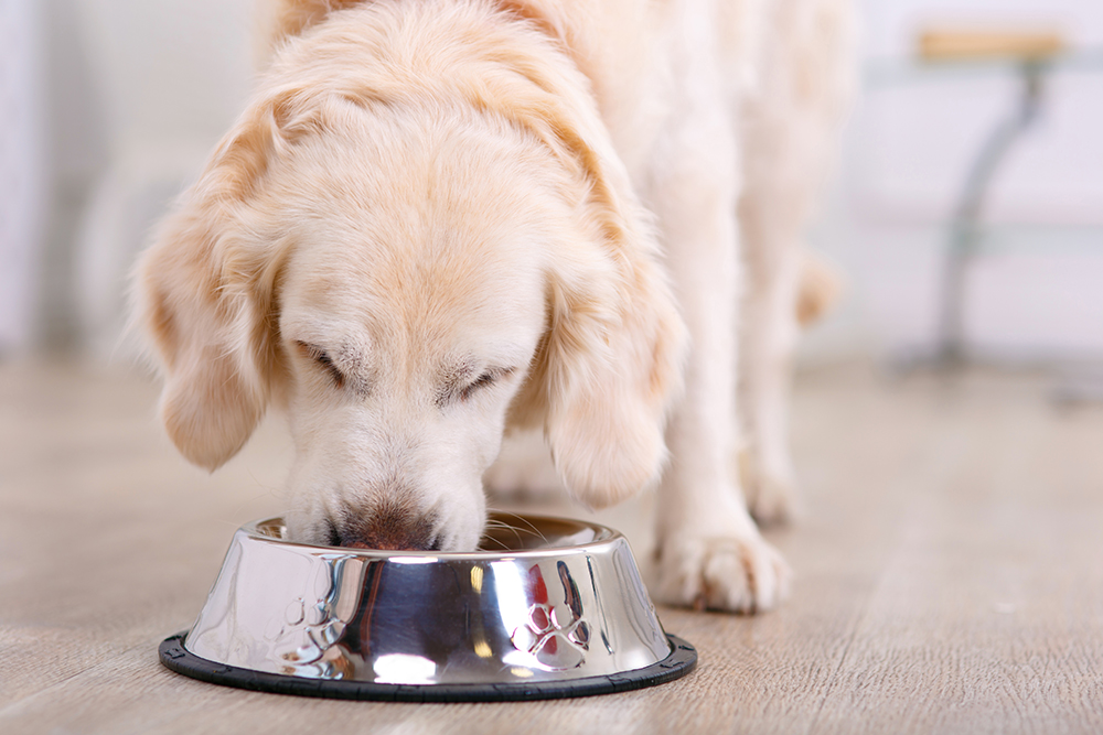 perro crema comiendo del cuenco