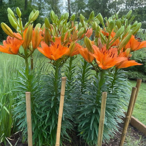 Supporting Tall Beauties: Keeping Your Lilies Upright