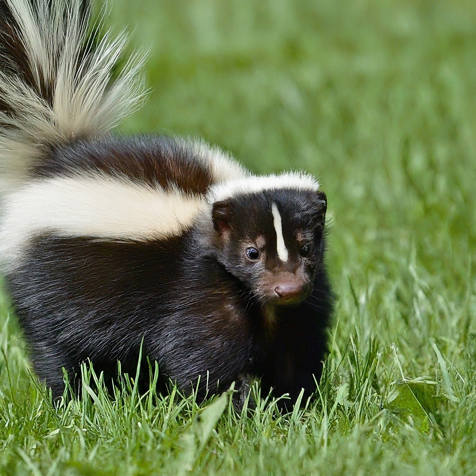 skunks in the grass