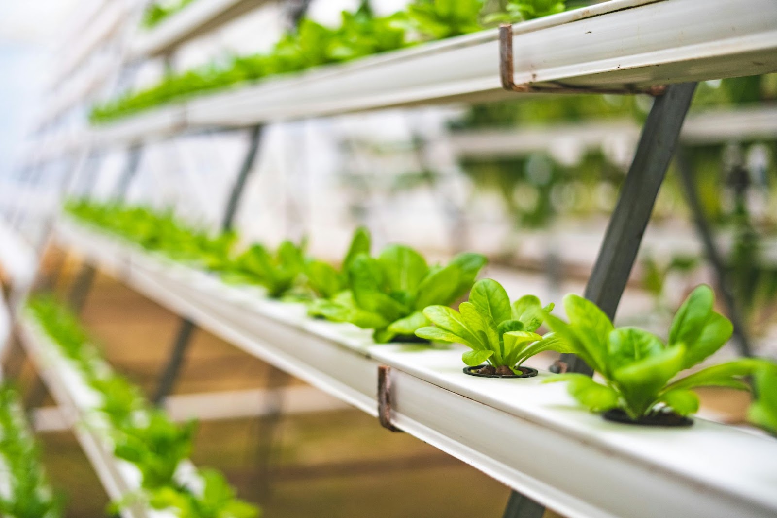 Hydroponic Greenhouse