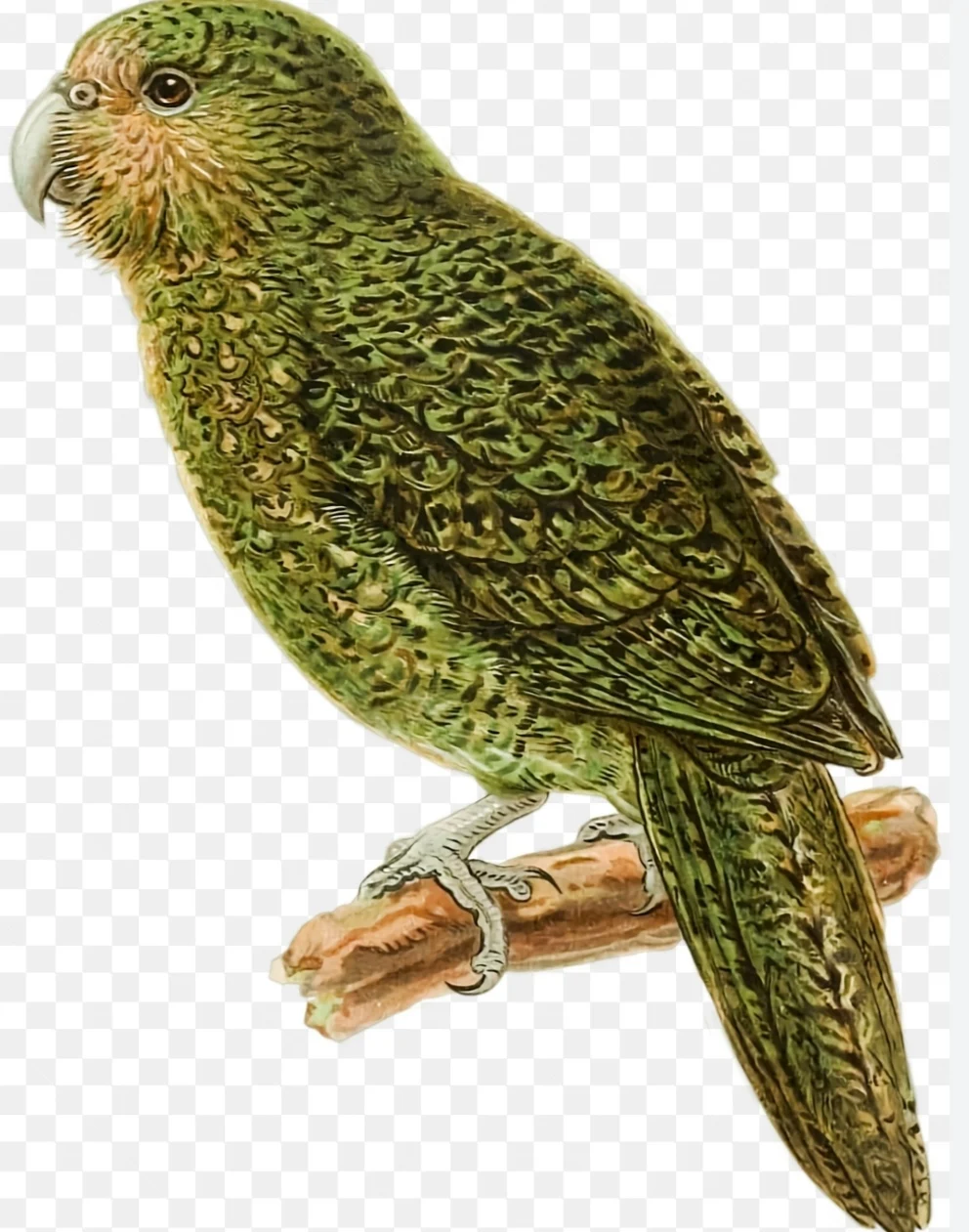 Kakapo: New Zealand's Unique and Critically Endangered Night Parrot